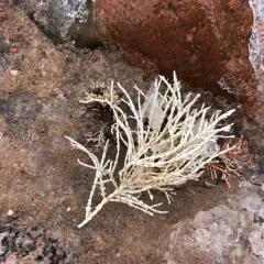 Common Coralline thumbnail 1