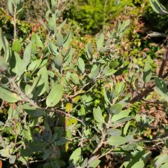 hairy manzanita thumbnail 1