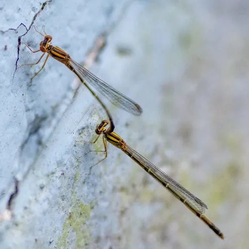 Orange Bluet