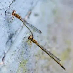 Orange Bluet thumbnail 1