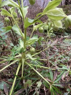 Stinking hellebore thumbnail 2