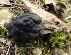 Oak-loving Elfin Saddle thumbnail 2