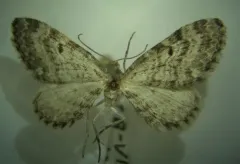 Eupithecia russeliata thumbnail 1