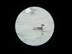 Smew thumbnail 3