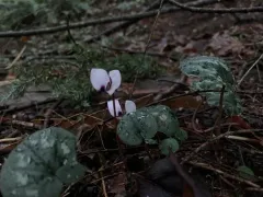 Eastern Sowbread thumbnail 3