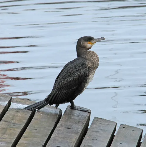 Great Cormorant