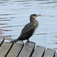 Great Cormorant thumbnail 1