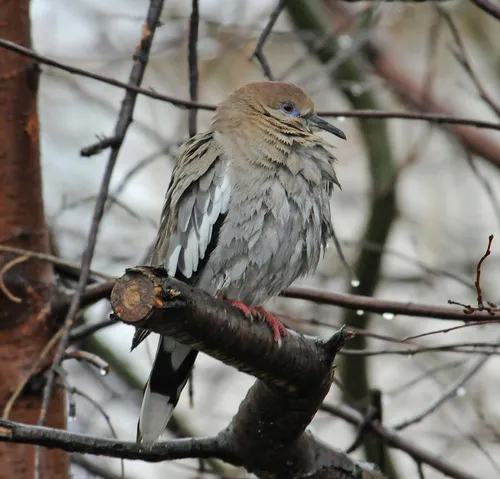 White-winged Dove