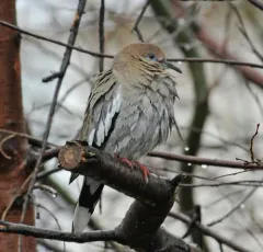 White-winged Dove thumbnail 1