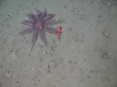 Fragile Feather Star thumbnail 3