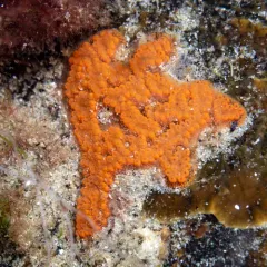 Chain Tunicate thumbnail 3