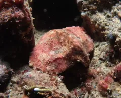 Butterfly King Crab thumbnail 1