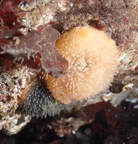 Sandalwood Dorid