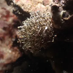 Basket-top Spaghetti Worm thumbnail 2