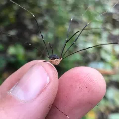 Aggregating Harvestman thumbnail 2