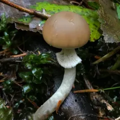 Ringed brittlestem thumbnail 3