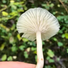 Fragrant Funnel thumbnail 4