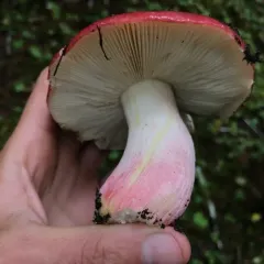 Shellfish-scented Russula thumbnail 4