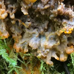 Wrinkled Crust thumbnail 2