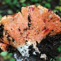 lobster mushroom thumbnail 3