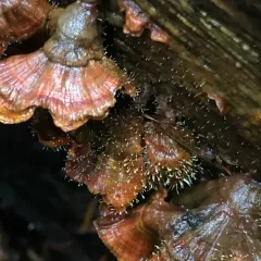 Gliocladium polyporicola thumbnail 4
