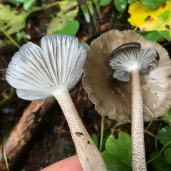 Gerronema atrialbum thumbnail 2