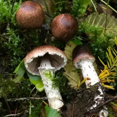 Wine-colored Agaricus thumbnail 4