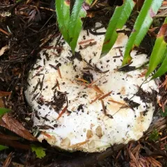 Short-stemmed Russula thumbnail 2