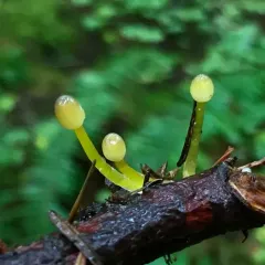 Yellowleg Bonnet thumbnail 3
