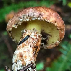 Western Painted Suillus thumbnail 2