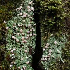 Candy Lichen thumbnail 4
