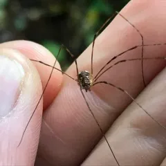 Leptobunus parvulus thumbnail 3