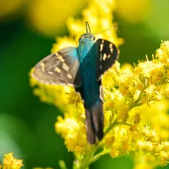 Long-tailed Skipper thumbnail 4