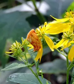 Goldenrod stowaway thumbnail 2