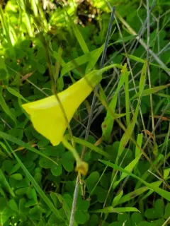 Bermuda buttercup thumbnail 3
