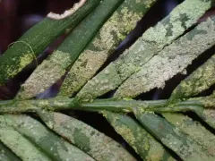Pale Leaf-Dot thumbnail 2