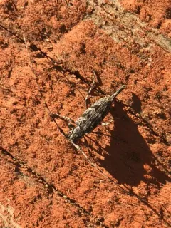 Acanthocinus obliquus thumbnail 1