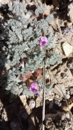 Goose Creek milkvetch thumbnail 2