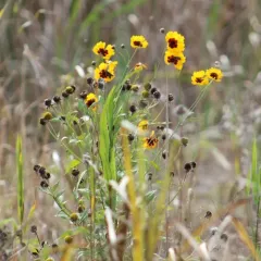 plains coreopsis thumbnail 2