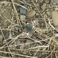 Common Checkered-Skipper thumbnail 4