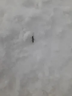 Pygmy Snowfly thumbnail 2