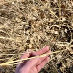alkali cord grass thumbnail 4