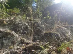 Inland Bluegrass thumbnail 3