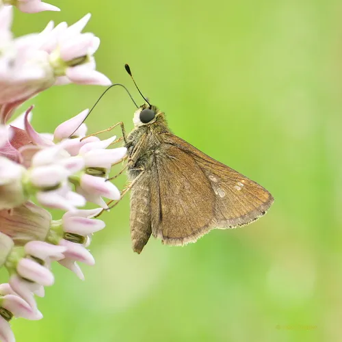 Little Glassywing