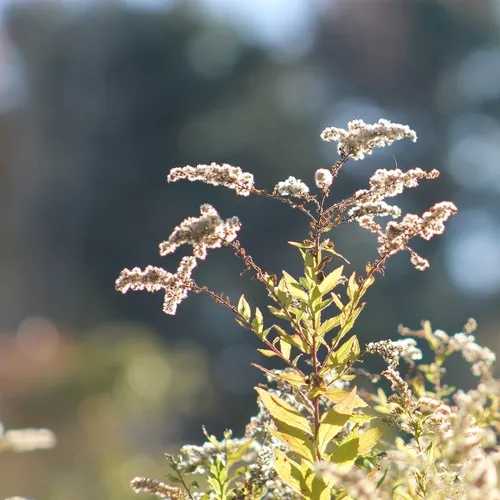 common wrinkle-leaved goldenrod