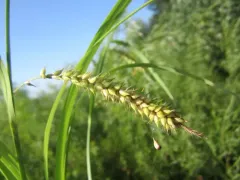 Shoreline Sedge thumbnail 2