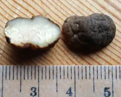 Spring Oregon White Truffle thumbnail 4
