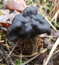Oak-loving Elfin Saddle thumbnail 3
