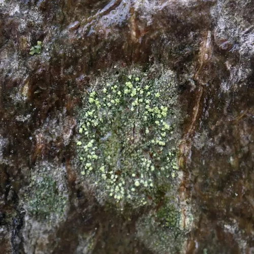 Lecania croatica