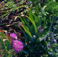 broadstemmed onion thumbnail 2